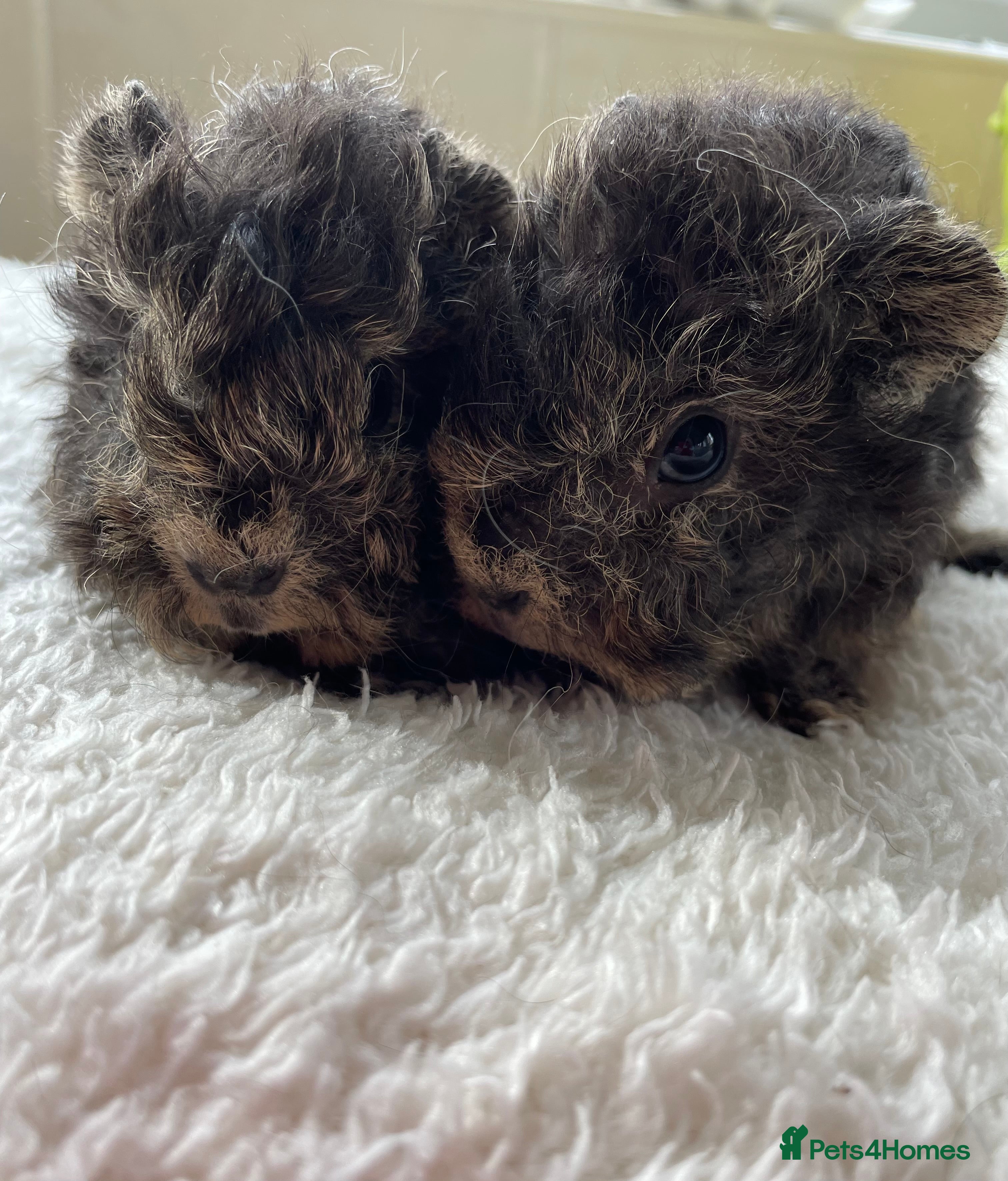 Guinea Pig rodents Pure bred Lunkarya guinea pigs   - Advert 5