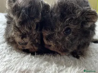 Guinea Pig rodents Pure bred Lunkarya guinea pigs - Advert 6