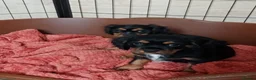 Cavalier King Charles Spaniel dogs for sale: GREAT QUALITY CKCS PUPPIES ( DWKC REGISTERED)/DNA - Advert 8