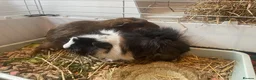 Guinea Pig rodents for sale: 2 male guinea pigs (bonded pair) - Advert 2