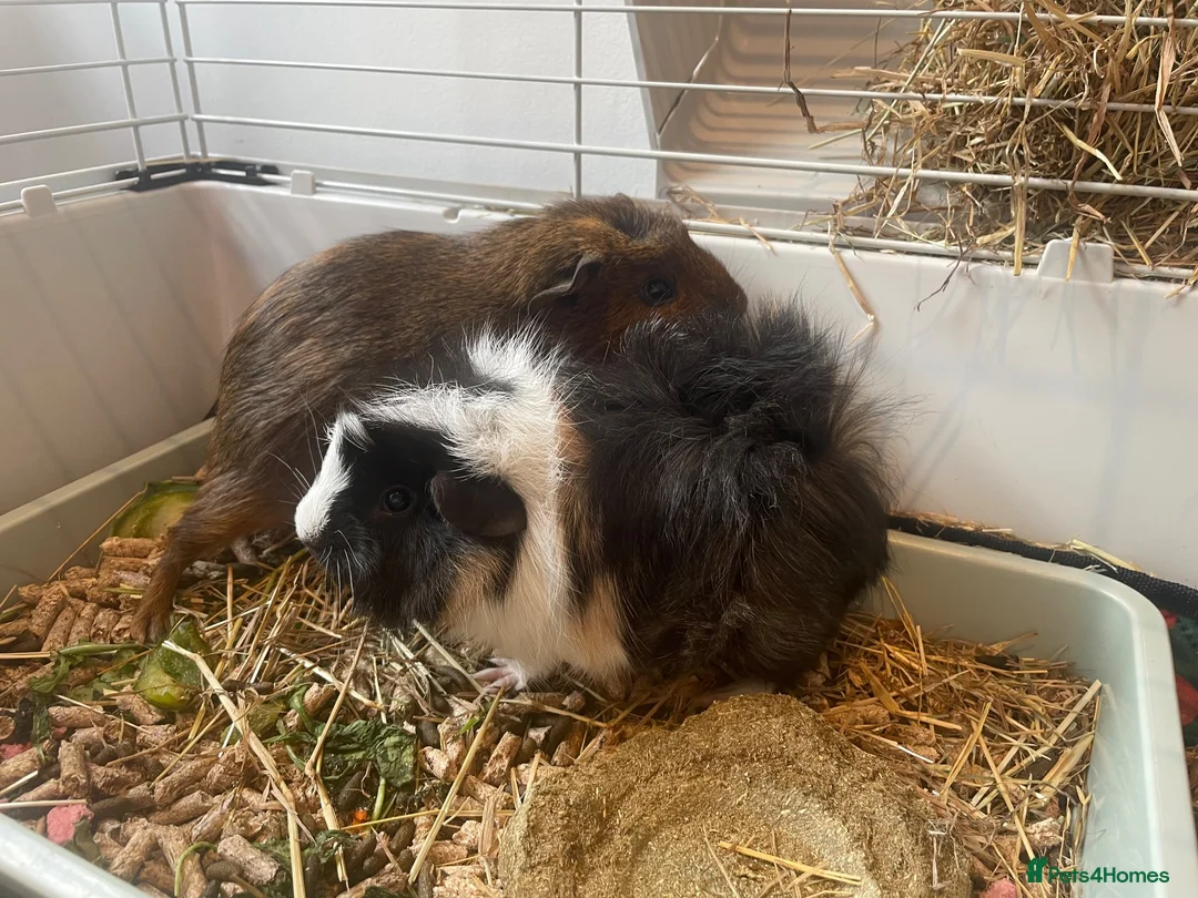 Guinea Pig rodents for sale: 2 male guinea pigs (bonded pair) - Advert 2