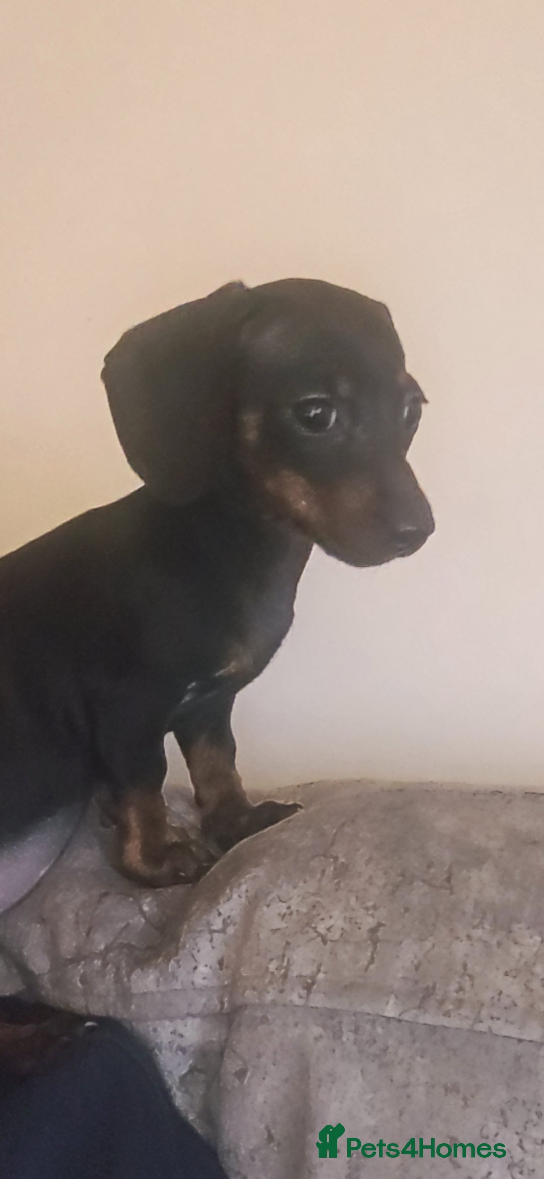 Miniature Dachshund dogs for sale: Miniature Dachshund - Advert 5