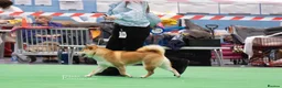 Japanese Shiba Inu dogs for stud: KC health tested Japanese Shiba Inu available  - Advert 1