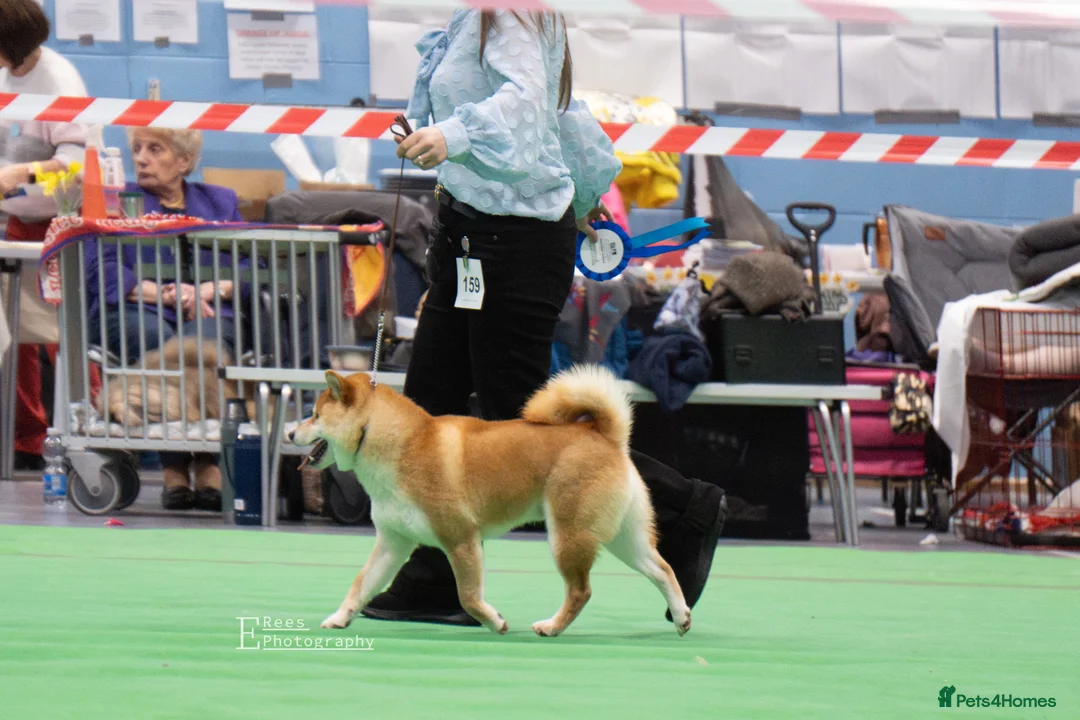 Japanese Shiba Inu dogs for stud: KC health tested Japanese Shiba Inu available  - Advert 1