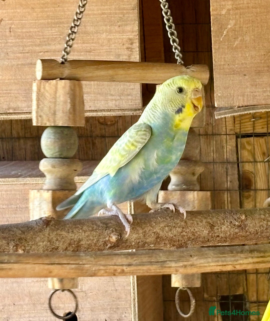 Budgerigars birds for sale: Baby Budgies for sale  - Image 5