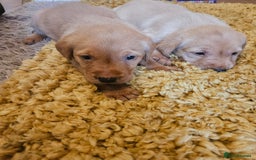 Labrador Retriever dogs for sale: Fantastic working bloodline kc labradors! - Image 13