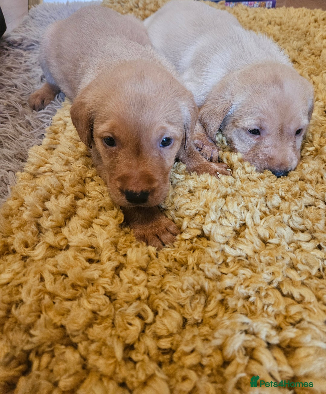 Labrador Retriever dogs for sale: Fantastic working bloodline kc labradors! - Image 13