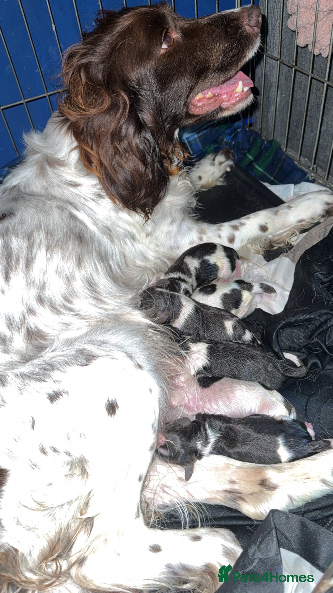 Sprocker dogs for sale: unbelievably marked sprockers 😍 - Image 2