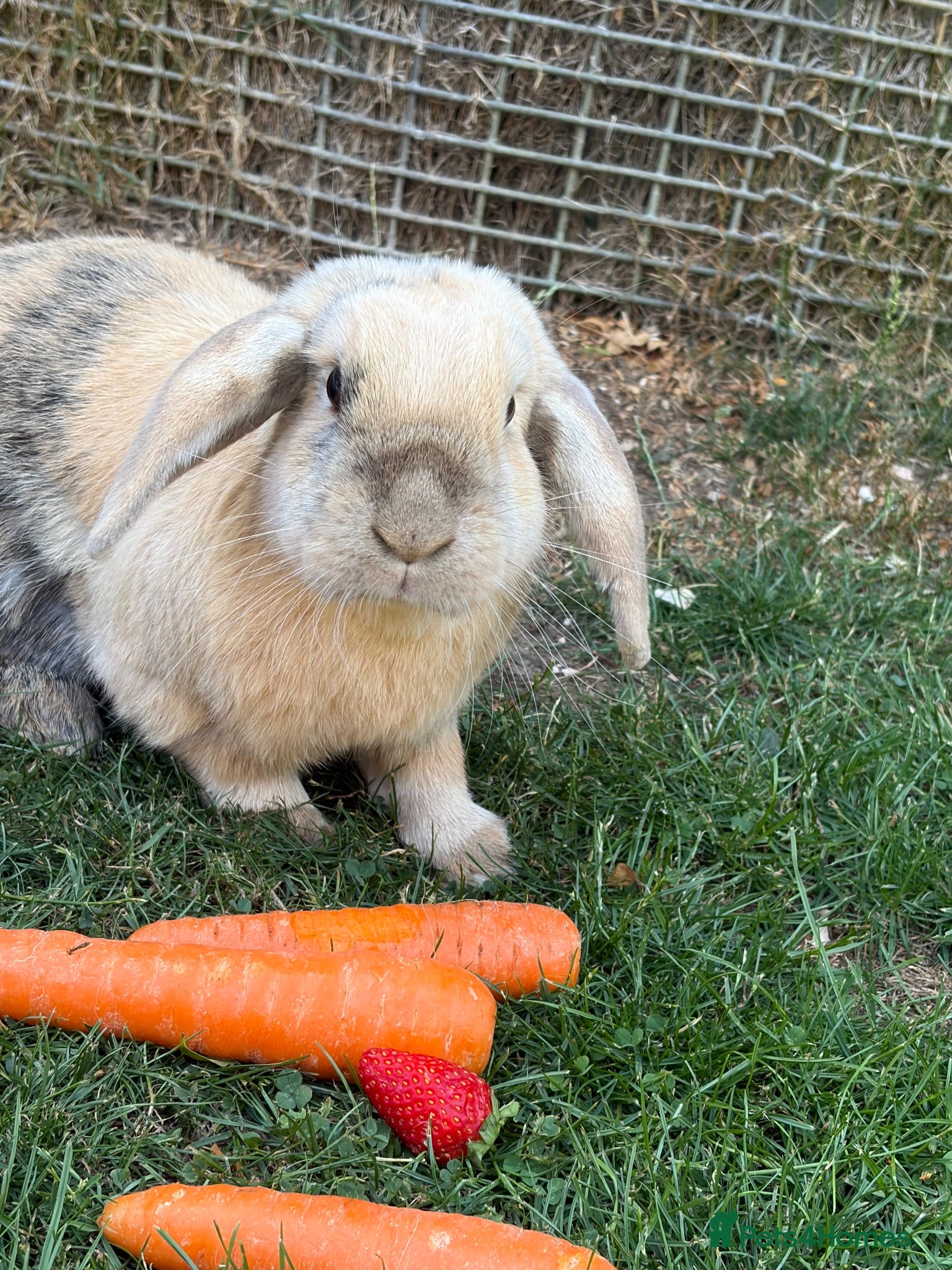 Mixed Breed rabbits 3x Cahsmere x rabbits  - Advert 1