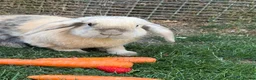 Mixed Breed rabbits for sale: 3x Cahsmere x rabbits  in Chesterfield - Advert 1