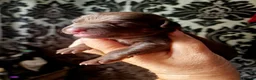 Mexican Hairless dogs for sale: NEW intermediate size. - Advert 8