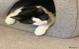 American Shorthair cats for sale: Ozzie and Lillie  - Advert 2