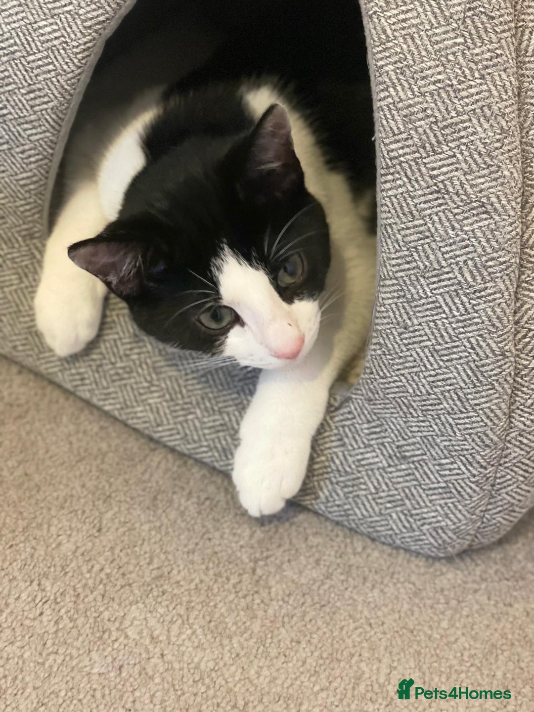 American Shorthair cats for sale: Ozzie and Lillie  - Advert 2