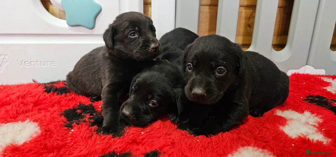 Labrador Retriever dogs for sale: 7 BEAUTIFUL KCREG LABRADORS. HEALTH TESTED PARENTS - Advert 19