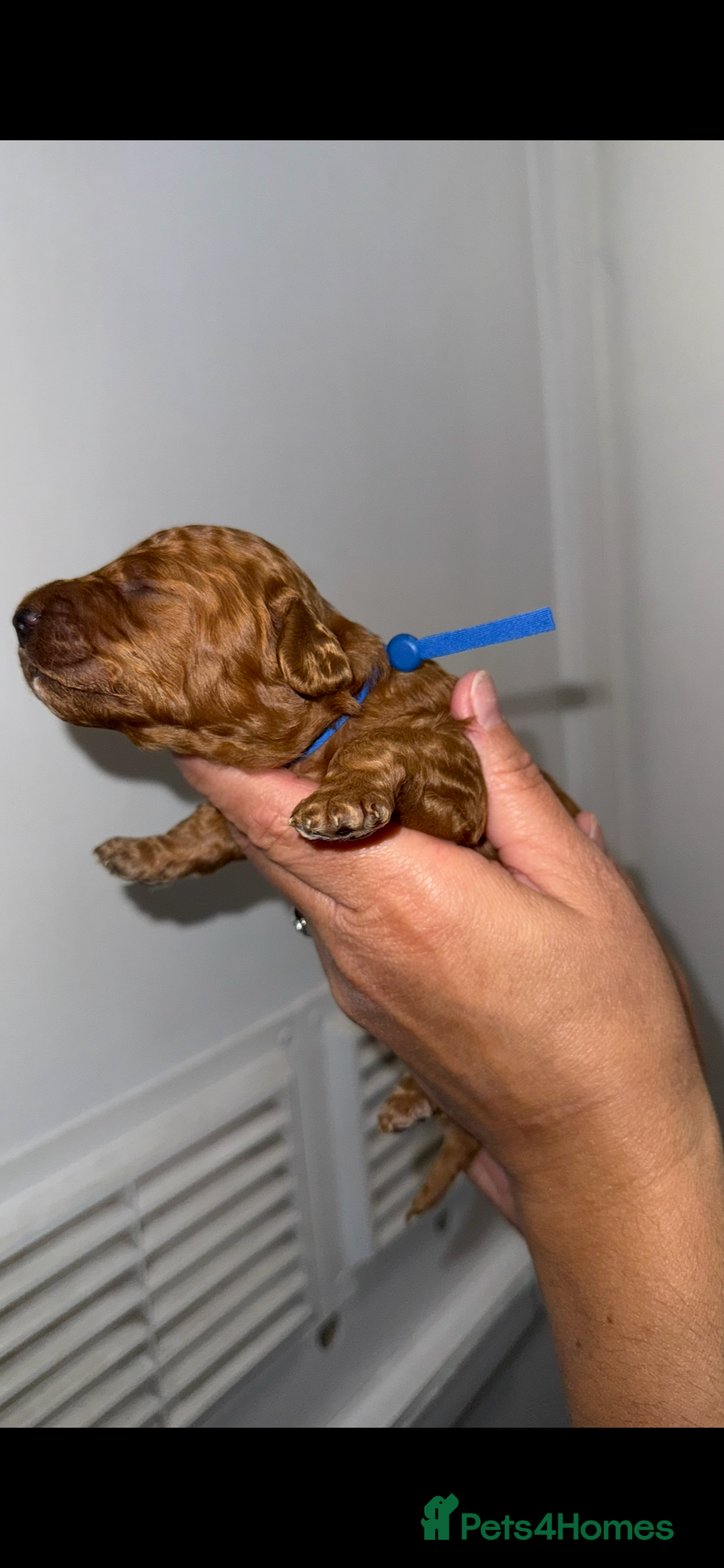 Australian Labradoodle dogs for sale: Stunning Labradoodle puppies - Advert 3