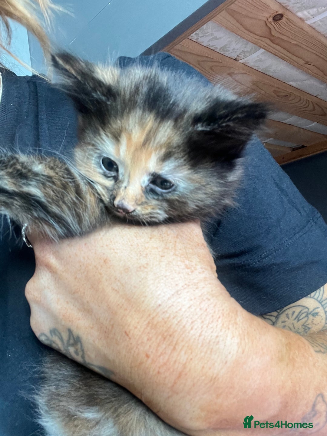 British Longhair cats for sale: Last kitten - Image 3