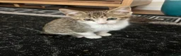 Mixed Breed cats for sale: Adorable bengal mixed kittens - Advert 8