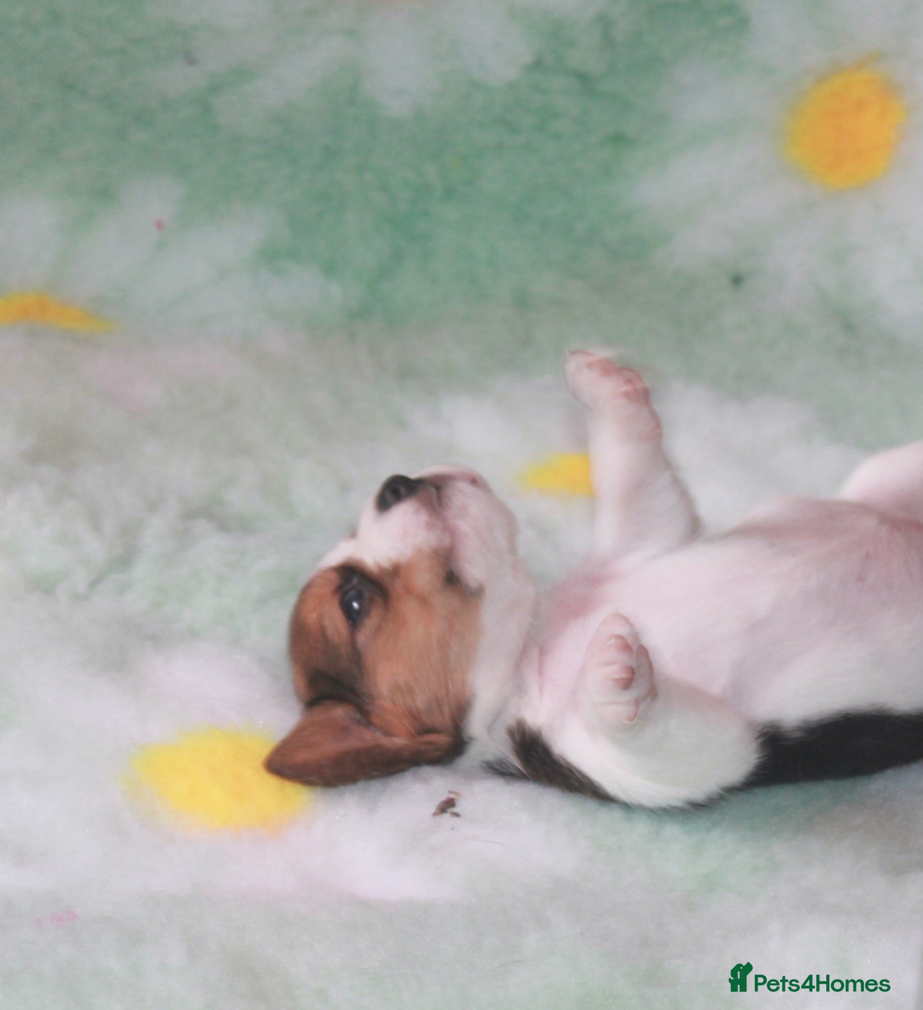 Beagle dogs KENNEL CLUB REG BEAGLE GIRL PUPPIES - Advert 2