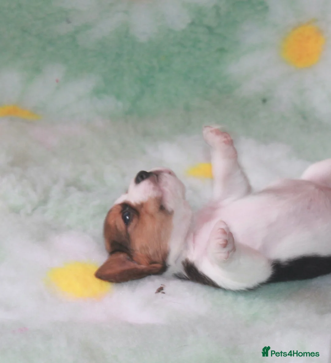 Beagle dogs for sale: KENNEL CLUB REG BEAGLE GIRL PUPPIES - Advert 2