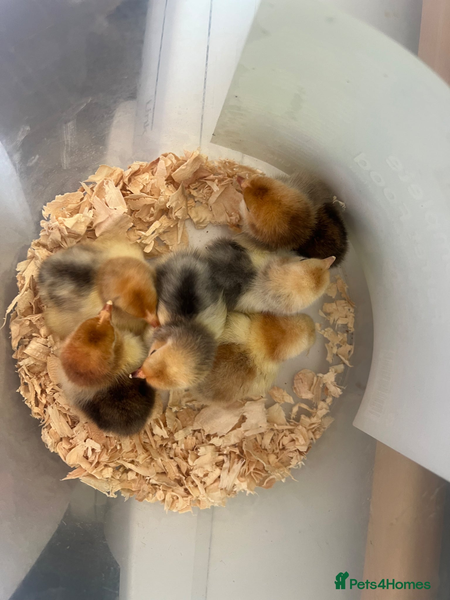 Chickens poultry for sale: Colombian pekin,& coloured pekins  - Advert 2