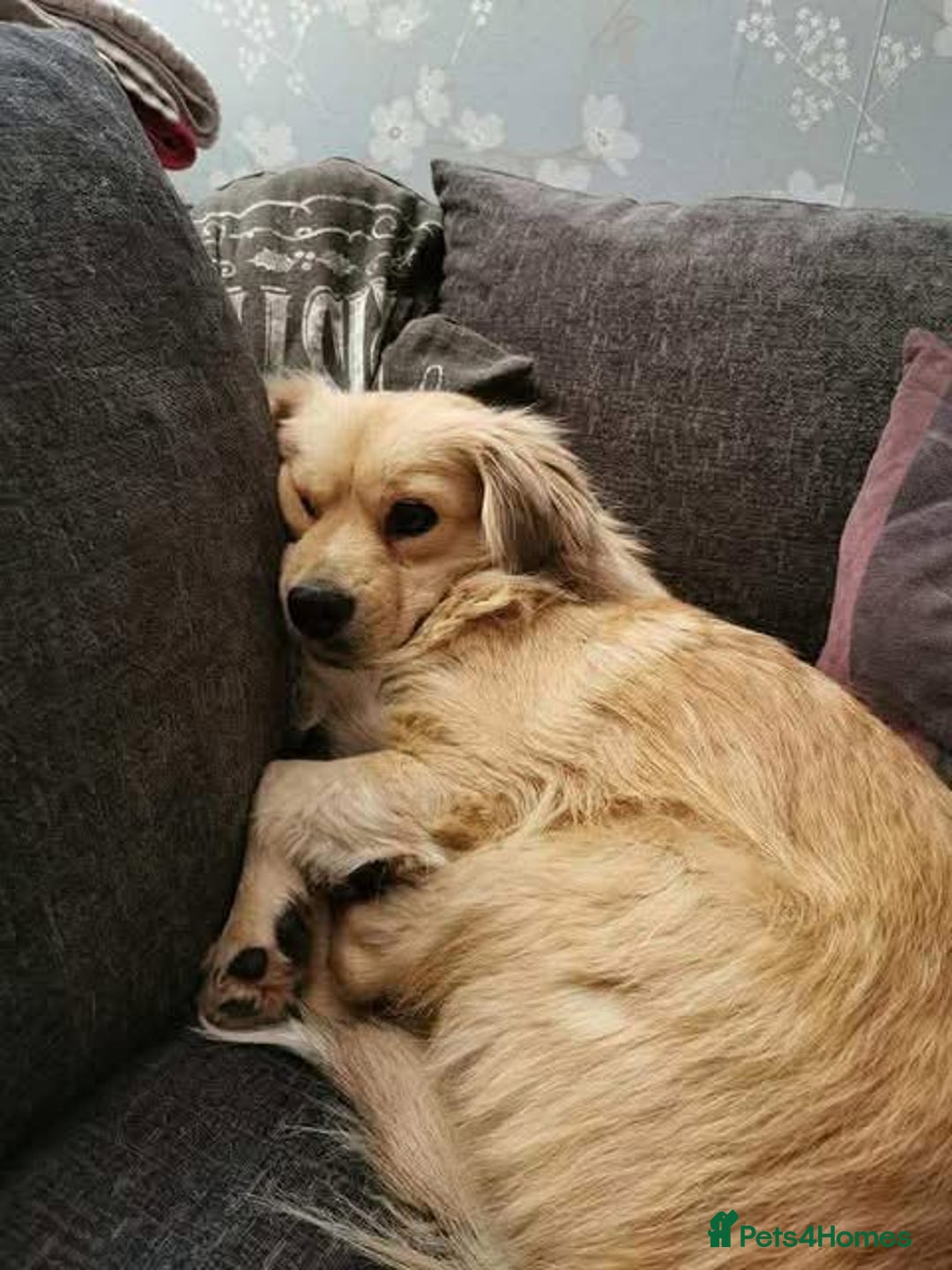 Mixed Breed dogs for adoption: Senior rescue Buddy is looking for a second chance - Image 5