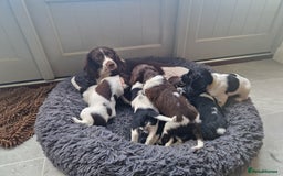 English Springer Spaniel dogs for sale: Stunning litter of English Springer Spaniels  - Advert 13