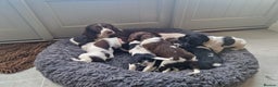 English Springer Spaniel dogs for sale: Stunning English Springer Spaniels  - Advert 9