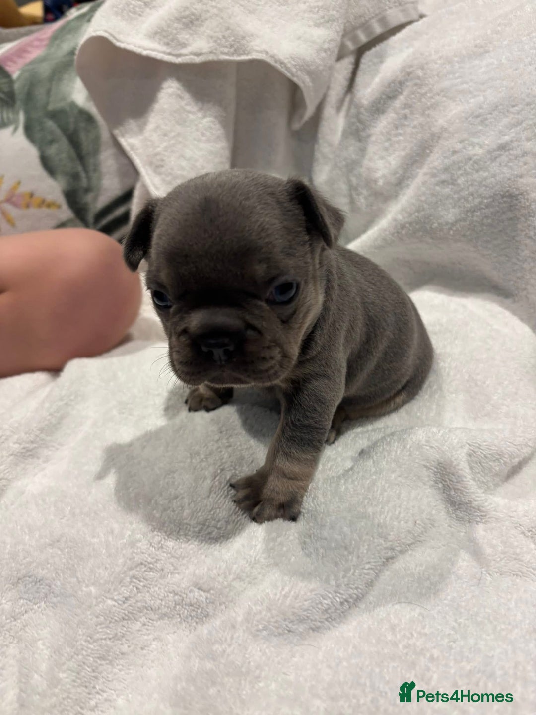 French Bulldog dogs for sale: French Bulldog Puppies - Advert 22