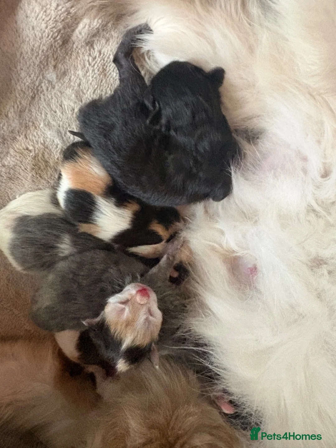 Ragdoll cats for sale: ragdoll kittens x Norwegian forest cat in Leigh - Advert 5