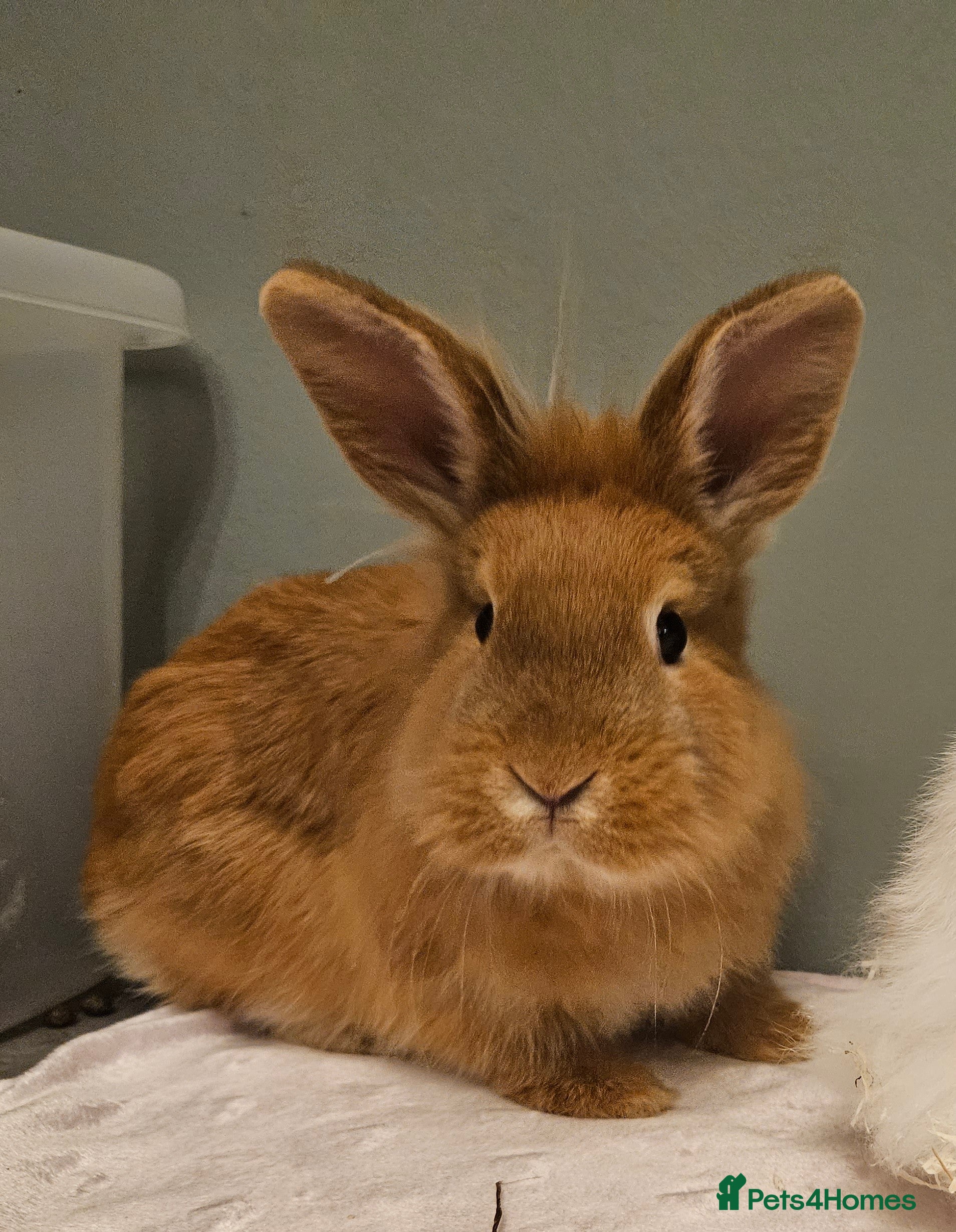 Lionhead rabbits Lion head **1 left ready now - Advert 5