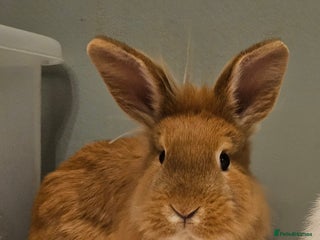 Lionhead rabbits Lion head **1 left ready now - Advert 8