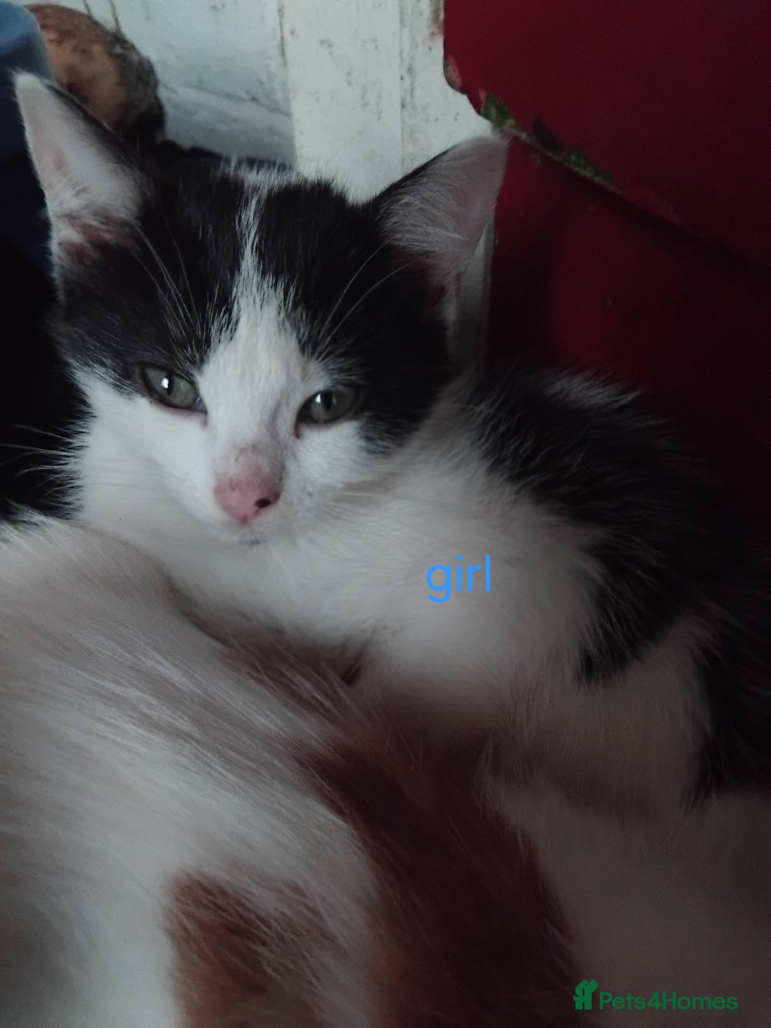 Mixed Breed cats for sale: Black and white kittens  - Advert 4