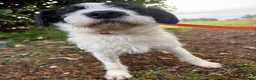 Mixed Breed dogs for adoption: Dylan - Norwich Norfolk  - Advert 13