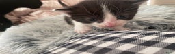 Mixed Breed cats for sale: Mixed kitten  - Advert 8