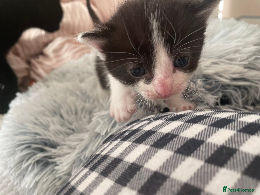 Mixed Breed cats for sale: Mixed kitten  - Advert 8