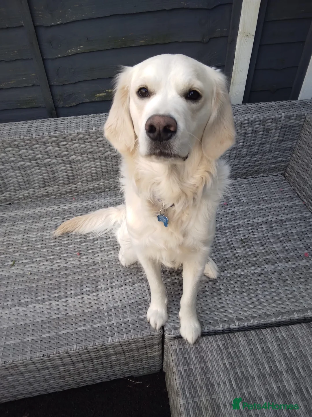 Golden Retriever dogs for stud: Golden retriever stud - Advert 1