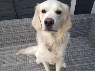 Golden Retriever dogs Golden retriever stud - Advert 8