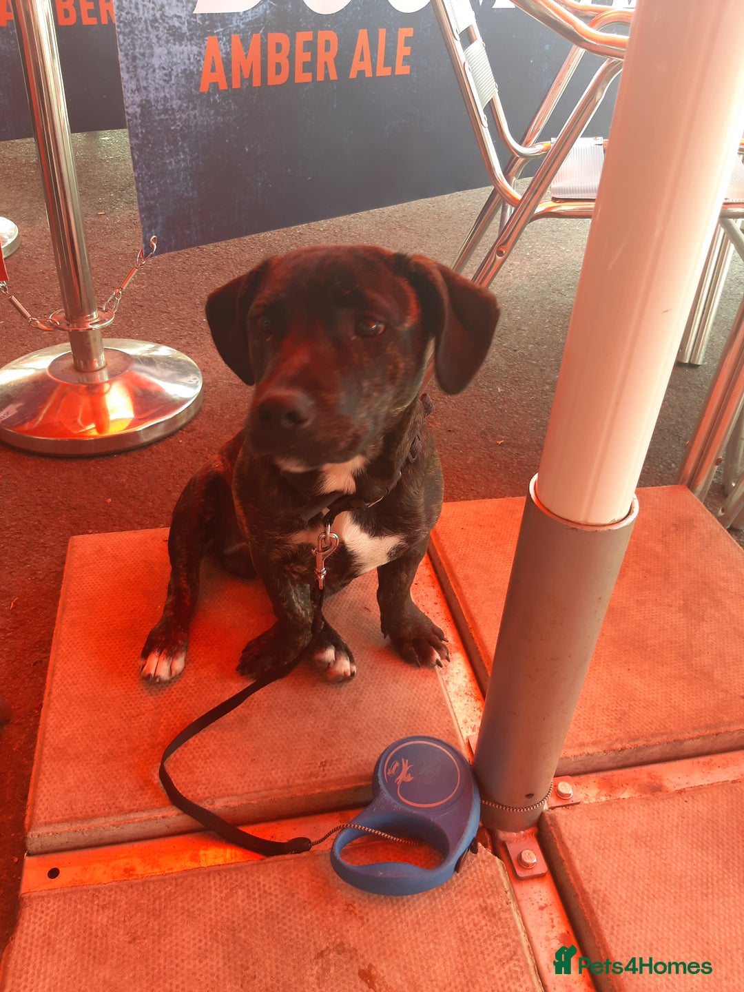 Mixed Breed dogs for sale: Staffi  - Image 1