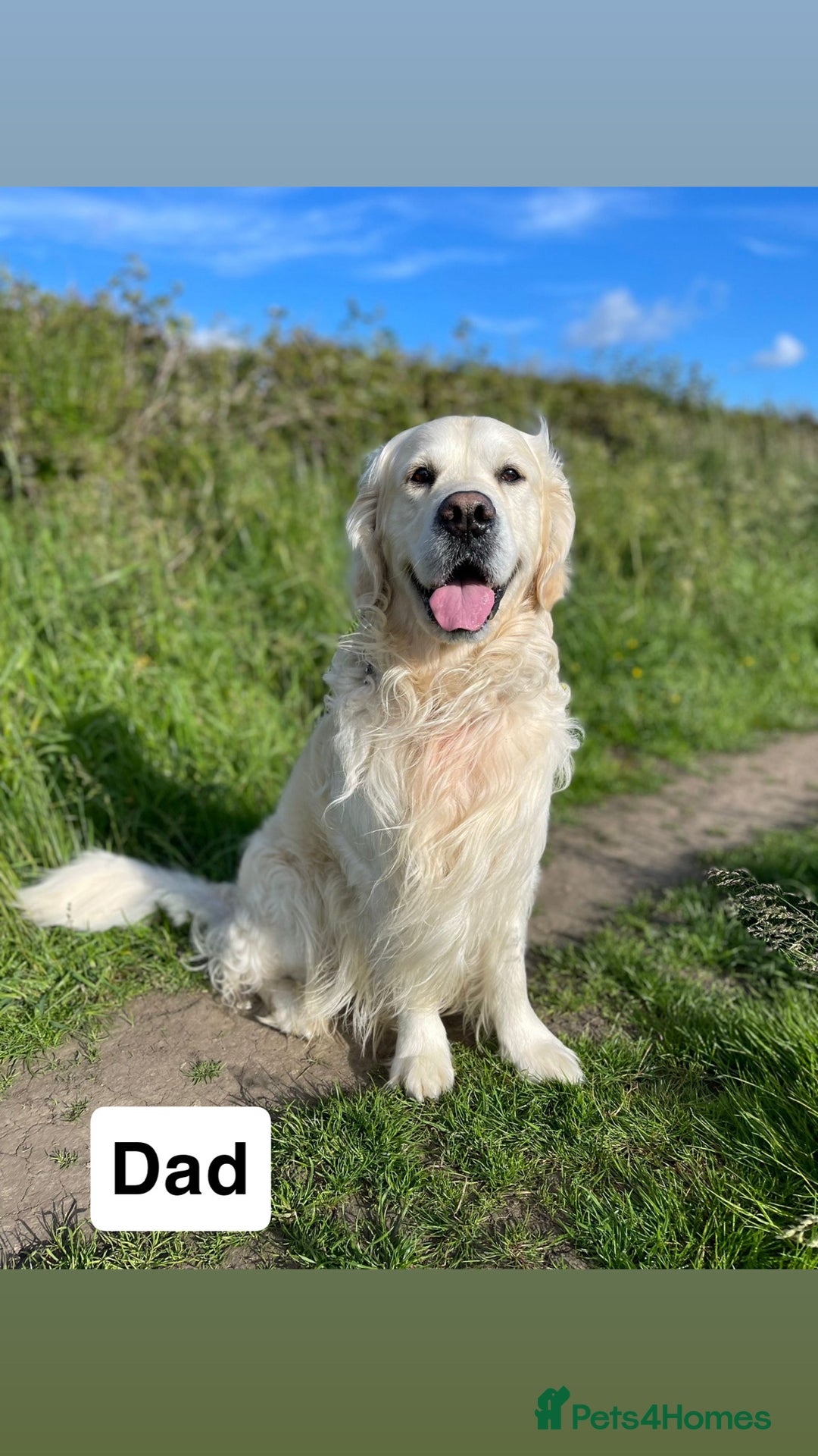 Golden Retriever dogs for sale: Beautiful kc reg cream golden retriever puppies - Advert 5