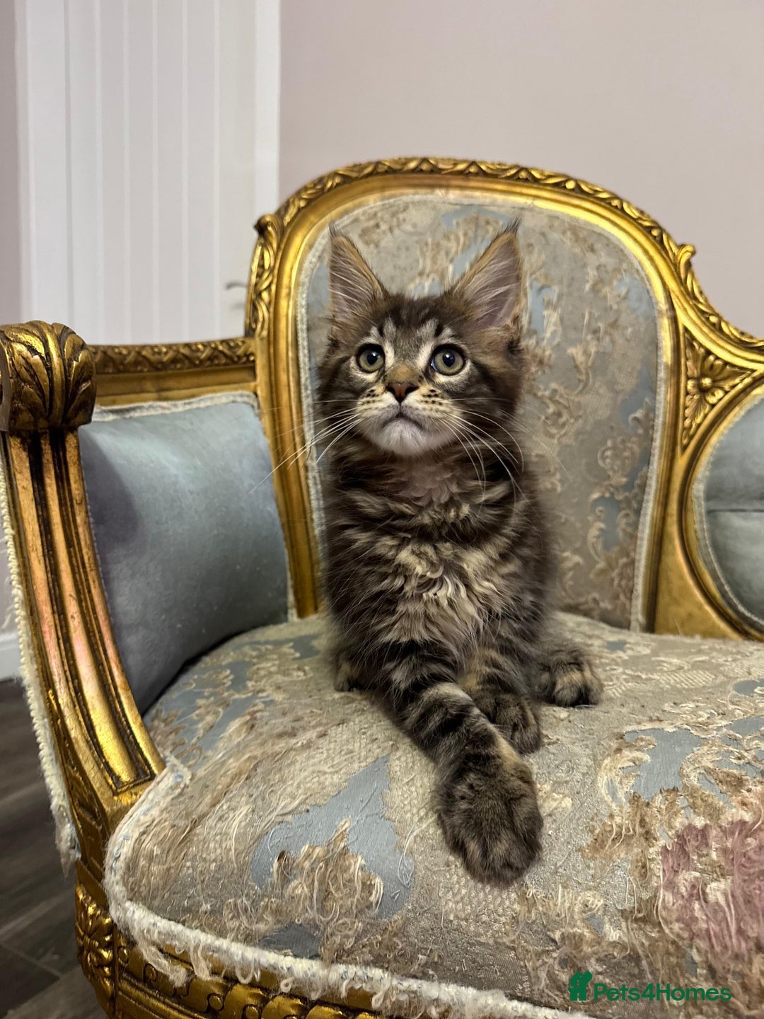 Maine Coon cats for sale: Maine Coon Kittens 🏆 20+ gen 🧬 pedigree 🎄🎄🎄 - Advert 11