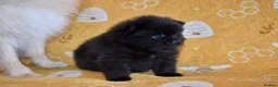 Pomeranian dogs for sale: Looking for My Forever Human 🥹🐾🤎 - Advert 5