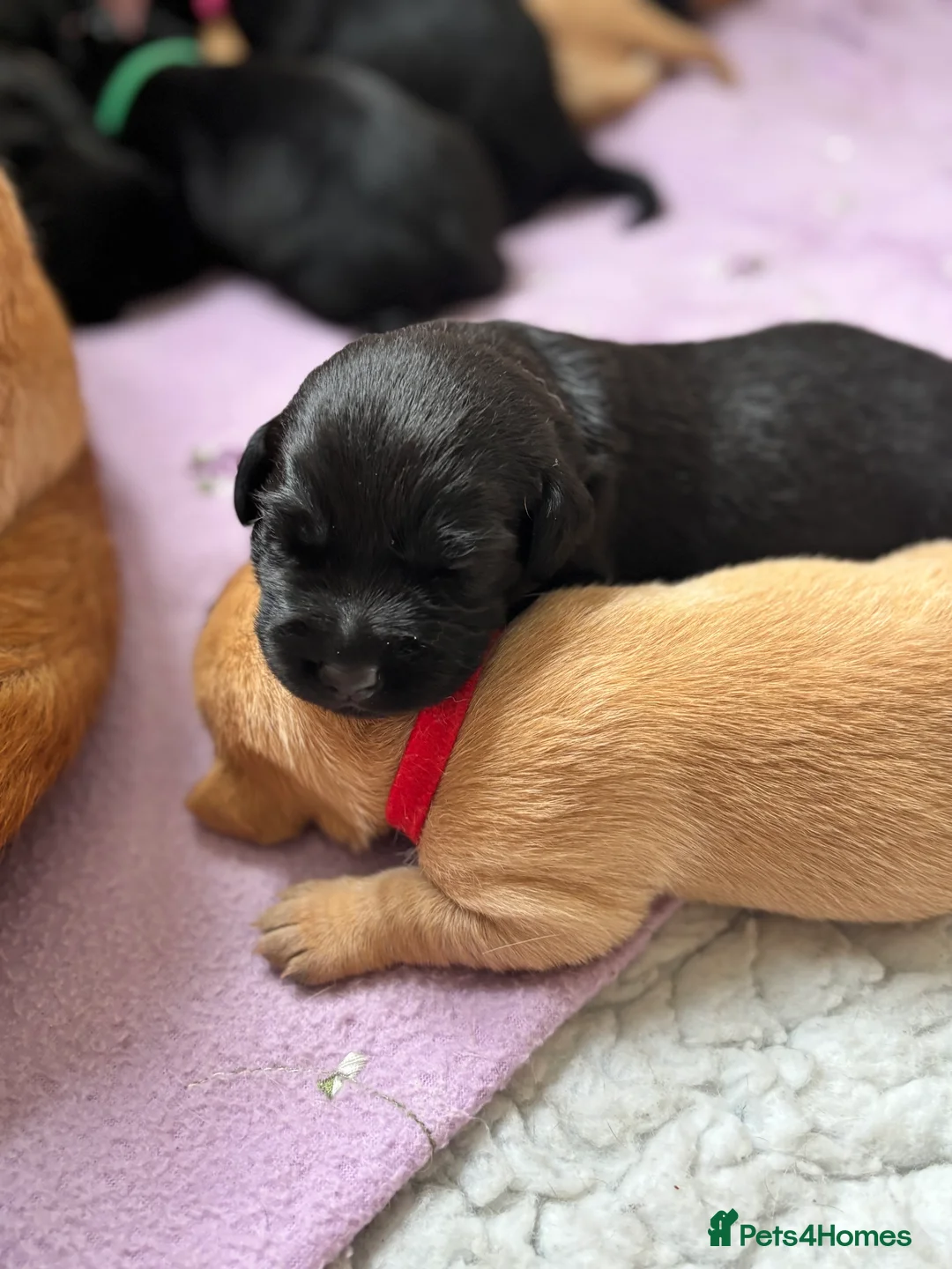 Labrador Retriever dogs for sale: 🐾KC Registered Fox Red & Black Labrador Puppies🐾 - Advert 3