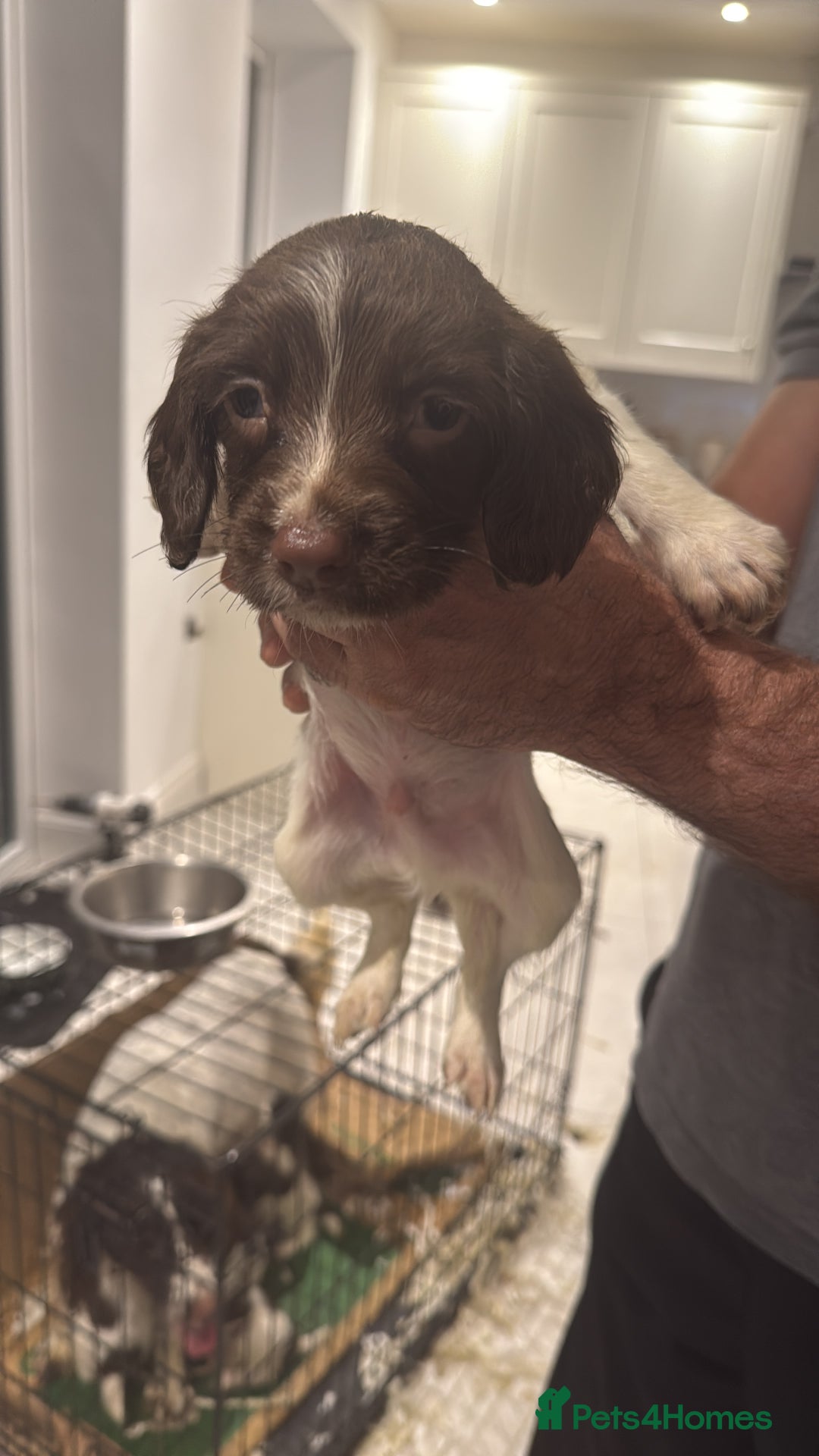 English Springer Spaniel dogs for sale: Beautiful Springer Spaniel working line - Advert 25
