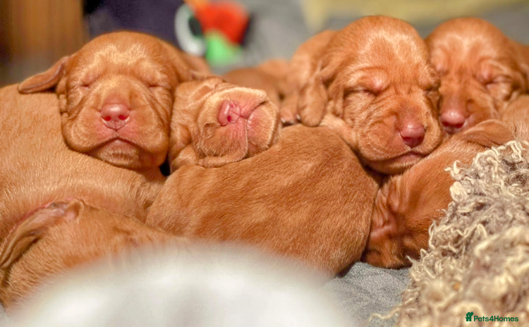 Hungarian Vizsla dogs - Advert 2