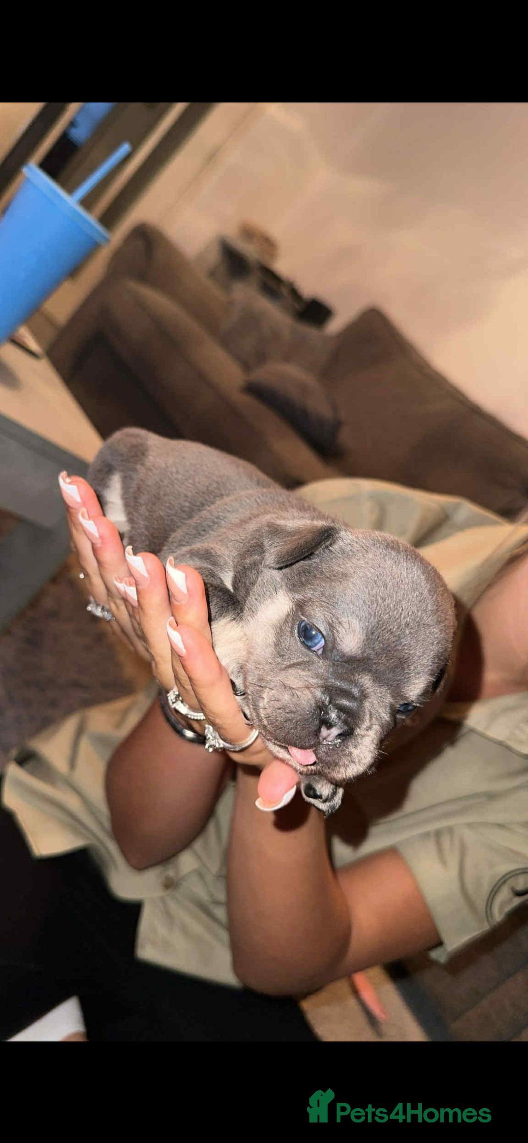 Mixed Breed dogs for sale:  Beautiful F1 Freelance Bulldogs Puppies! - Advert 27