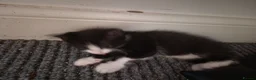 Mixed Breed cats for sale: 8 week old beautiful kittens in Didcot - Advert 4