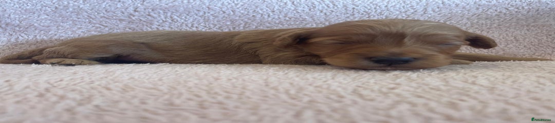 Cockapoo Puppy 2