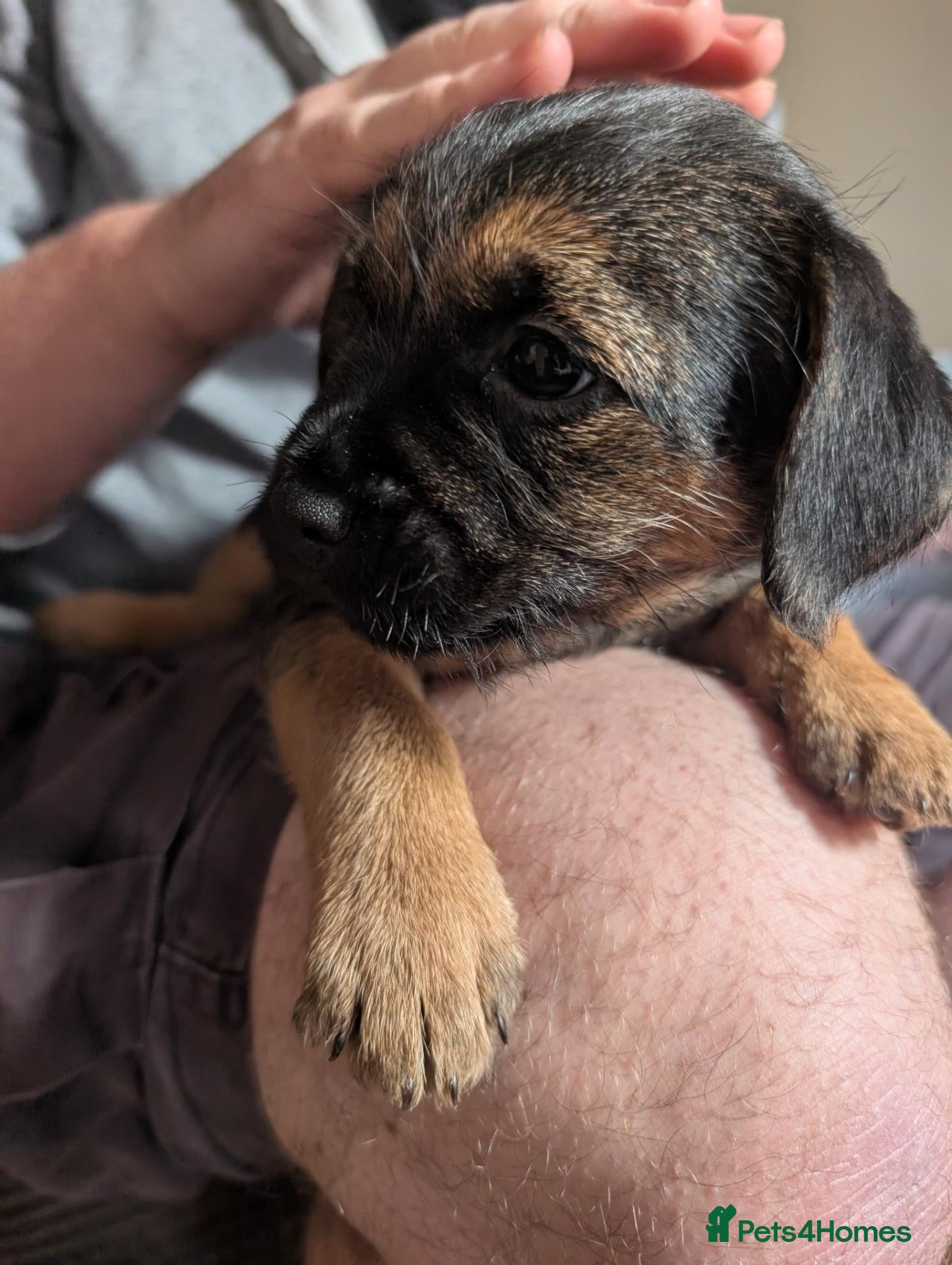 Border Terrier dogs Border Terrier Puppies For Sale - Advert 17