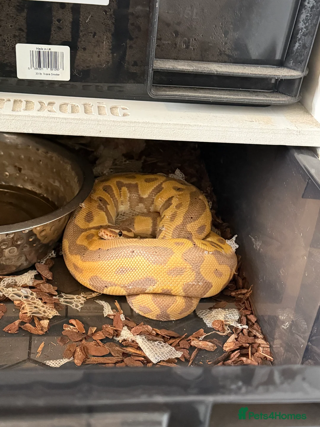 Python Snake reptiles for sale: Royal pythons and cornsnakes with set up - Advert 7