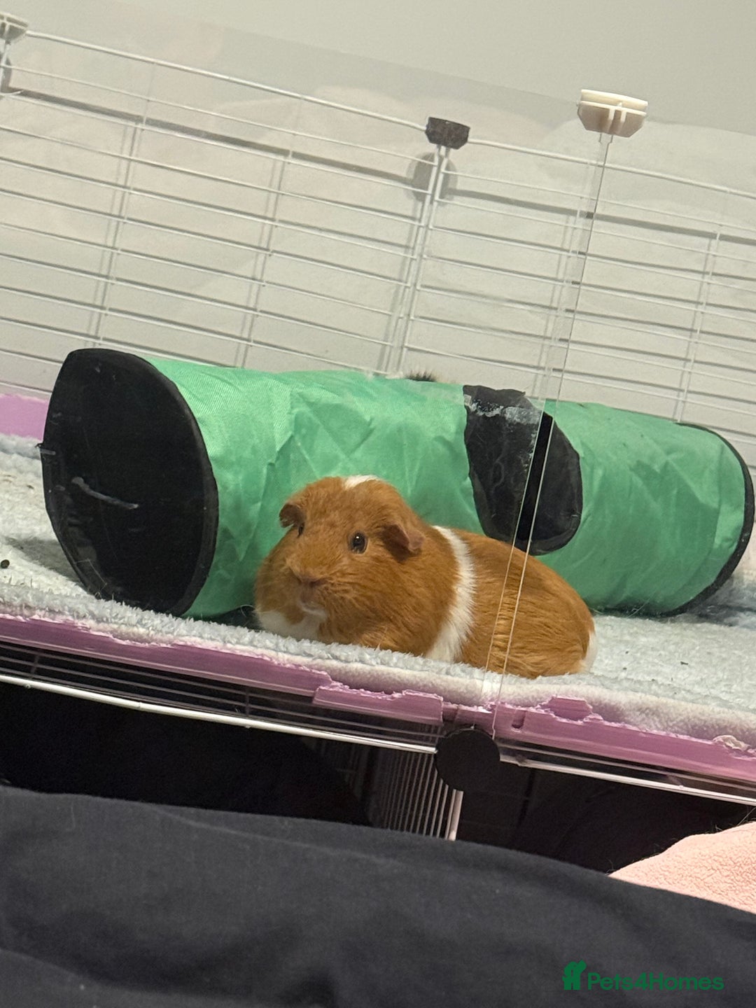 Guinea Pig rodents for sale: 3 female Guinea pigs for sale  - Advert 3